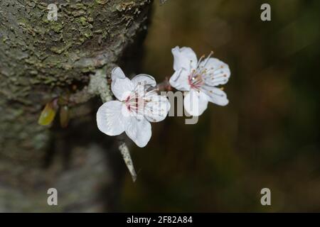 Nahaufnahme von wilden Pflaumenblüten eines Baumes. Hintergrund verwischen Stockfoto