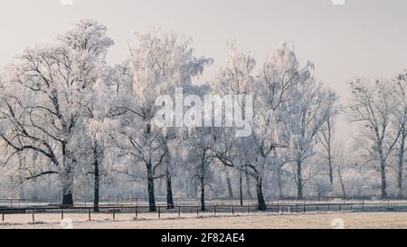 Idyllische Winterlandschaft. Frost an Birken in wunderschöner verschneiten Natur. Kaltes Wetter Stockfoto