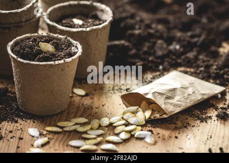 Samen im Torftopf Pflanzen. Aussaat und Gartenarbeit im Frühjahr. Kürbiskerne in kleiner Papiertüte auf dem Tisch Stockfoto
