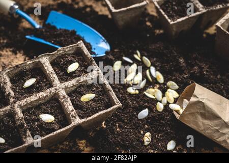 Samen in den Torftopf auf dem Tisch Pflanzen. Kürbiskerne im Boden säen. Gartenarbeit im Frühjahr Stockfoto