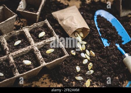 Kürbiskerne im Boden säen. Gartenarbeit im Frühjahr. Samen in den Torftopf auf dem Tisch Pflanzen Stockfoto