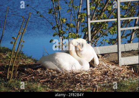 Ein Paar Schwäne schlüpfen ihre Eier entlang des Brembo parken Stockfoto