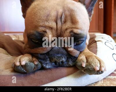 Porträt einer entzückenden französischen Hündin. Der Hund ruht nach dem Spielen an seinem Platz. Eine typische Pose für französische Bulldoggen. Stockfoto