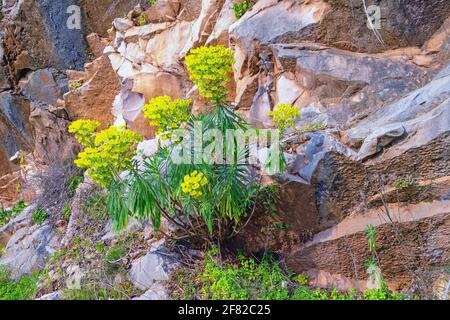 Leuchtend gelbe Blüten der mediterranen Macchia ( Eforbia characias ) zwischen Steinen. Balkangebirge, Montenegro Stockfoto