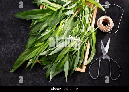 Frisch geernteter Bärlauch in einem Drahtkorb gebündelt. Stockfoto