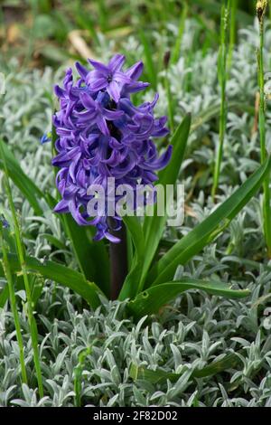 Sorte hyacinthus orientalis Einzelblütenbirne im Ziergarten Stockfoto