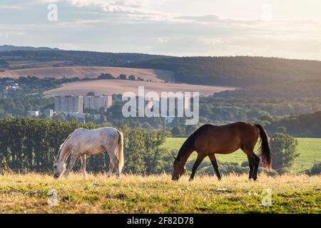 Zwei Pferde grasen auf der Weide. Braunes und braunes Vollblutpferd in der Natur. Tierthemen Stockfoto