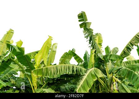 Bananenblätter auf isoliertem weißem Hintergrund. Stockfoto