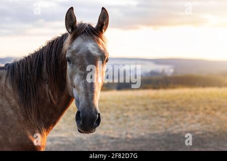 Pferd in der Natur bei Sonnenuntergang. Porträt eines Pferdes, das die Kamera mit Kopierraum betrachtet Stockfoto