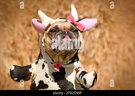 Französischer Bulldogge Hund trägt ein witziges Ganzkörperkostüm für Halloween Kuh mit falschen Armen, Hörnern, Ohren und Band mit hervorstachelter Zunge Stockfoto