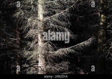 Beschädigte Fichten im Wald durch Rindenkäfer. Naturkatastrophe durch Befall Schädlinge Stockfoto