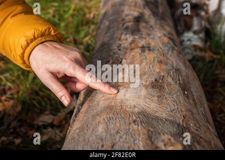 Förster zeigt den Finger auf ein Muster vom Rindenkäfer (IPS typographius) am Baumstamm. Weibliche Hand, die durch Schädlinge auf Pflanzenrinde beschädigt ist Stockfoto