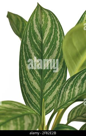 Blatt der tropischen 'Aglaonema Stripes' Zimmerpflanze mit langen Blättern mit Silbernes Streifenmuster isoliert auf weißem Hintergrund