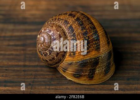 Nahaufnahme einer Schnecke auf einer hölzernen Oberfläche, die dieselbe Farbe wie die Schale hat Stockfoto