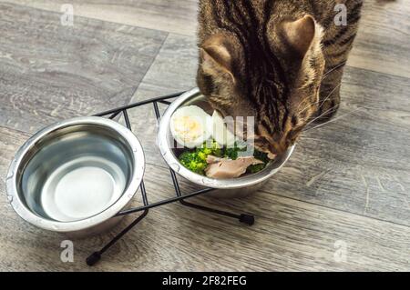 Hungrige Katze isst frische natürliche Nahrung. Katzenfutter und Diät-Konzept Stockfoto