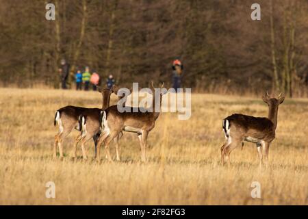 Damwild, der im Frühjahr auf die Menschen im Hintergrund schaut Stockfoto