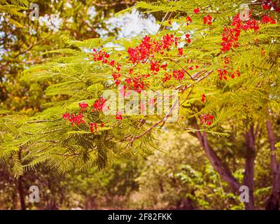 Red Royal Poinciana. Delonix Regia Blume Auf Zweig. Frühlingshintergrund Stockfoto