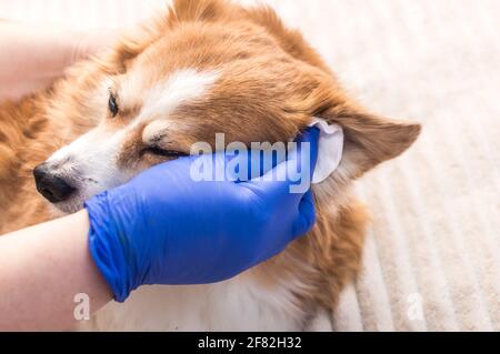 Der Besitzer reinigt die Ohren seines Hundes mit einem Wattepad Stockfoto