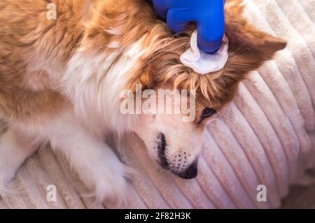 Der Besitzer reinigt die Ohren seines Hundes mit einem Wattepad Stockfoto