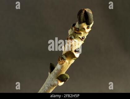 Der Aschenbaum hat markante, rußige, schwarze, konische Blattknospen. Sehr oft gehört die Asche zu den ältesten Bäumen in reifen Wäldern und kann 80 Jahre alt werden Stockfoto