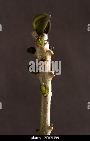 Der Aschenbaum hat markante, rußige, schwarze, konische Blattknospen. Sehr oft gehört die Asche zu den ältesten Bäumen in reifen Wäldern und kann 80 Jahre alt werden Stockfoto