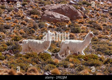 Lama glama in der Atacama-Wüste im Norden Chiles, Südamerika. Der Llama ist ein domestiziertes Packtier der Kamelfamilie, das im an gefunden wird Stockfoto