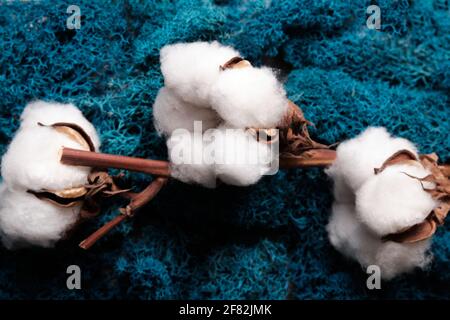 baumwollboll und blaues Moos aus nächster Nähe Stockfoto