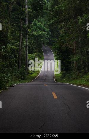 Die Asphaltstraße geradeaus in den Wald Stockfoto