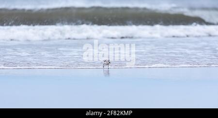 Sanderling-Sandpiper (Calidris alba) Am Martinique-Strand der Magdaleneninseln (Iles-de-la-Madeleine) Stockfoto