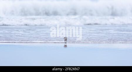 Sanderling-Sandpiper (Calidris alba) Am Martinique-Strand der Magdaleneninseln (Iles-de-la-Madeleine) Stockfoto