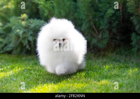 Hund, Welpe der Rasse Pomeranian spitz von weißer Farbe spielen auf einem grünen Rasen Stockfoto