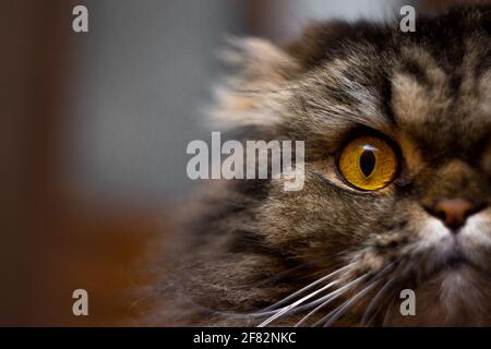 Nahaufnahme Porträt von niedlichen schweren grauen Katze mit großen orangefarbenen Augen Blick auf die Kamera, die Hälfte der Katze Gesicht. Tierporträt Stockfoto