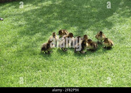 Elf entzückende Baby-Enten isoliert auf Gras. Mütterlose Baby Enten mit Kopieplatz Stockfoto