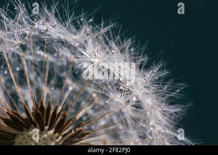 Löwenzahn Silhouette flauschige Blume auf Sonnenuntergang Himmel. Makro-Nahaufnahme des Seed. Stockfoto