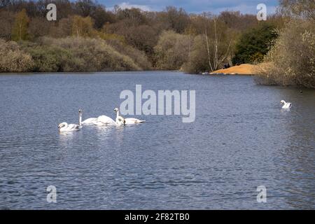 Hollow Ponds, Epping Forest, Laytonstone, London, Vereinigtes Königreich Stockfoto