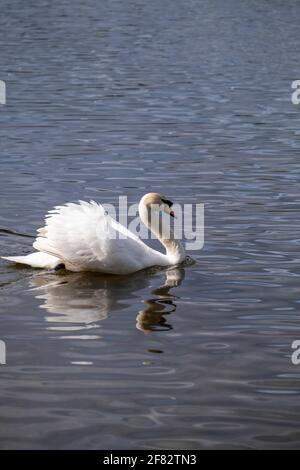 Hollow Ponds, Epping Forest, Laytonstone, London, Vereinigtes Königreich Stockfoto