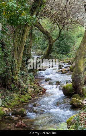 Eine vertikale Aufnahme eines Flusses in einem grünen Wald Voller moosiger Felsen und buschiger Bäume Stockfoto