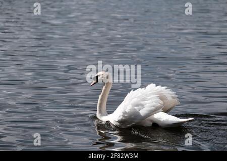 Hollow Ponds, Epping Forest, Laytonstone, London, Vereinigtes Königreich Stockfoto