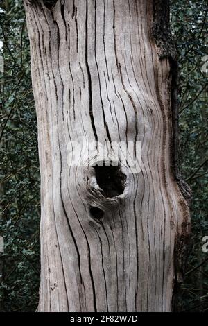 Hollow Ponds, Epping Forest, Laytonstone, London, Vereinigtes Königreich Stockfoto