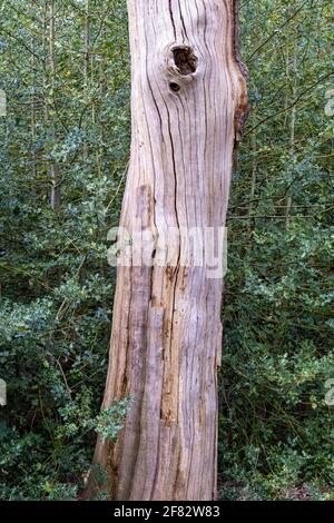 Hollow Ponds, Epping Forest, Laytonstone, London, Vereinigtes Königreich Stockfoto