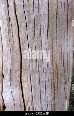 Hollow Ponds, Epping Forest, Laytonstone, London, Vereinigtes Königreich Stockfoto