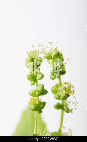Merkur des blühenden Hundes, Mercurialis perennis, Ende März in einem Studio fotografiert. Dorset England GB Stockfoto
