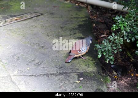 Wilde graue und braune Taube, auch Taube genannt, fotografiert in Helsinki, Finnland. Juni 2019. Zementboden, etwas Moos, drei Zweige und Blätter. Farbbild. Stockfoto