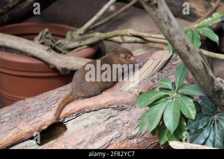 Zwergmongoose, fotografiert in einem Zoo namens Korkeasaari in Helsinki, Finnland. Juni 2019. Sonniger Sommertag. Es gibt einige Äste und Sand. Stockfoto