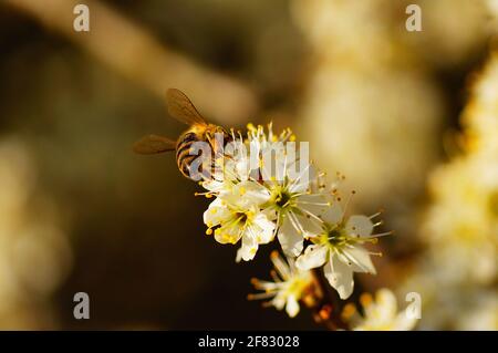 Eine Honigbiene auf einer Schlehenblume. Makro, die Pollen sind gut sichtbar. Stockfoto