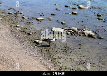 Mehrere Kanadagans, fotografiert in der Ostsee an einem Strand in Helsinki, Finnland. Juni 2019. Sonniger Sommertag. Kanadagans ist eine Entenart. Stockfoto