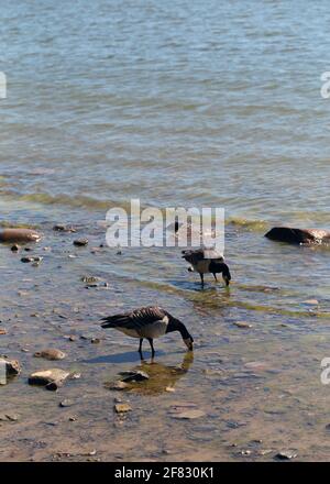 Mehrere Kanadagans, fotografiert in der Ostsee an einem Strand in Helsinki, Finnland. Juni 2019. Sonniger Sommertag. Kanadagans ist eine Entenart. Stockfoto