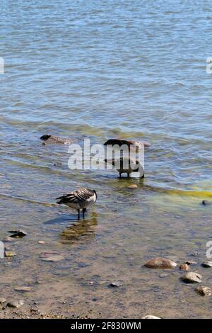 Mehrere Kanadagans, fotografiert in der Ostsee an einem Strand in Helsinki, Finnland. Juni 2019. Sonniger Sommertag. Kanadagans ist eine Entenart. Stockfoto