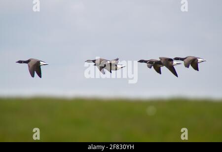 Vogelzug: Schwarm von Brent-Gänsen im Flug über einem grasbewachsenen Deich Stockfoto