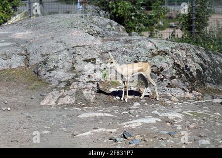 Entzückende kleine Gazelle, fotografiert in einem Zoo namens Korkeasaari in Helsinki, Finnland. Juni 2019. Sonniger Sommertag. Kleines niedliches Tier! Stockfoto